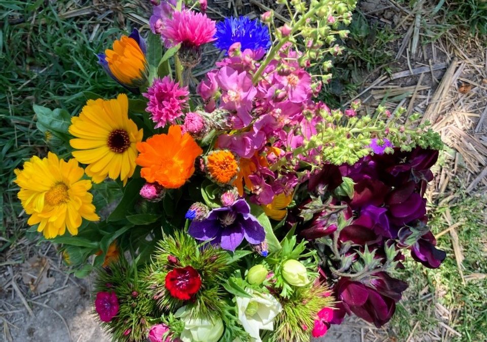 Fête des mères fleurie, oui ! Avec des fleurs bio de Lourmarin